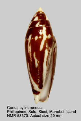 Conus cylindraceus.jpg - Conus cylindraceusBroderip & G.B.Sowerby,1830